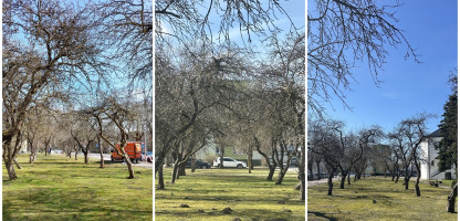 2026-04-14-obelys-koliažas.jpg
